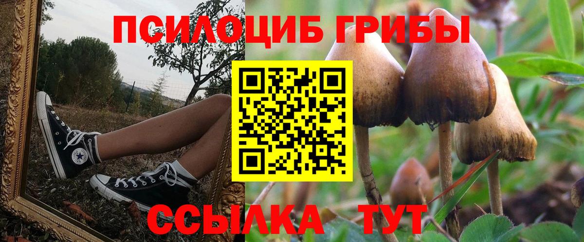 Псилоцибиновые грибы Psilocybe Выкса
